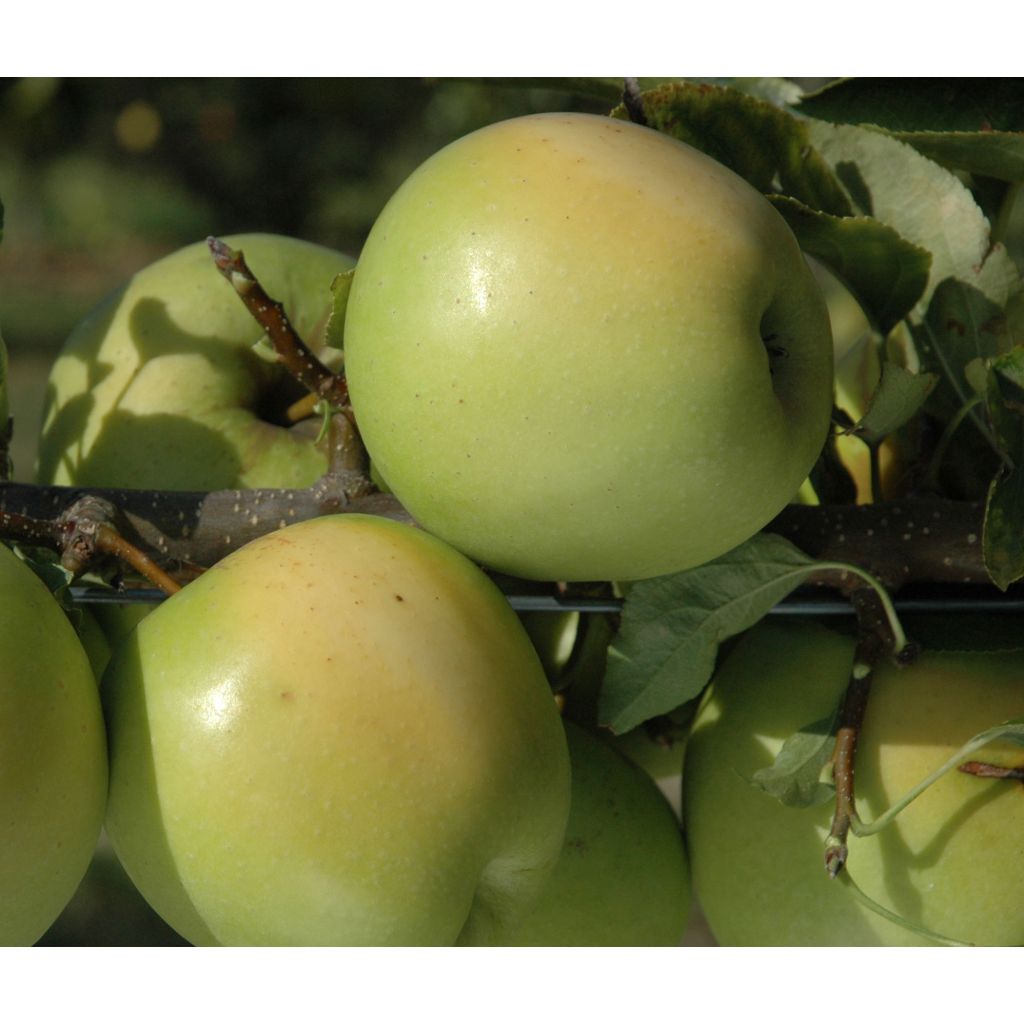 Macieira Golden Delicious - Malus domestica