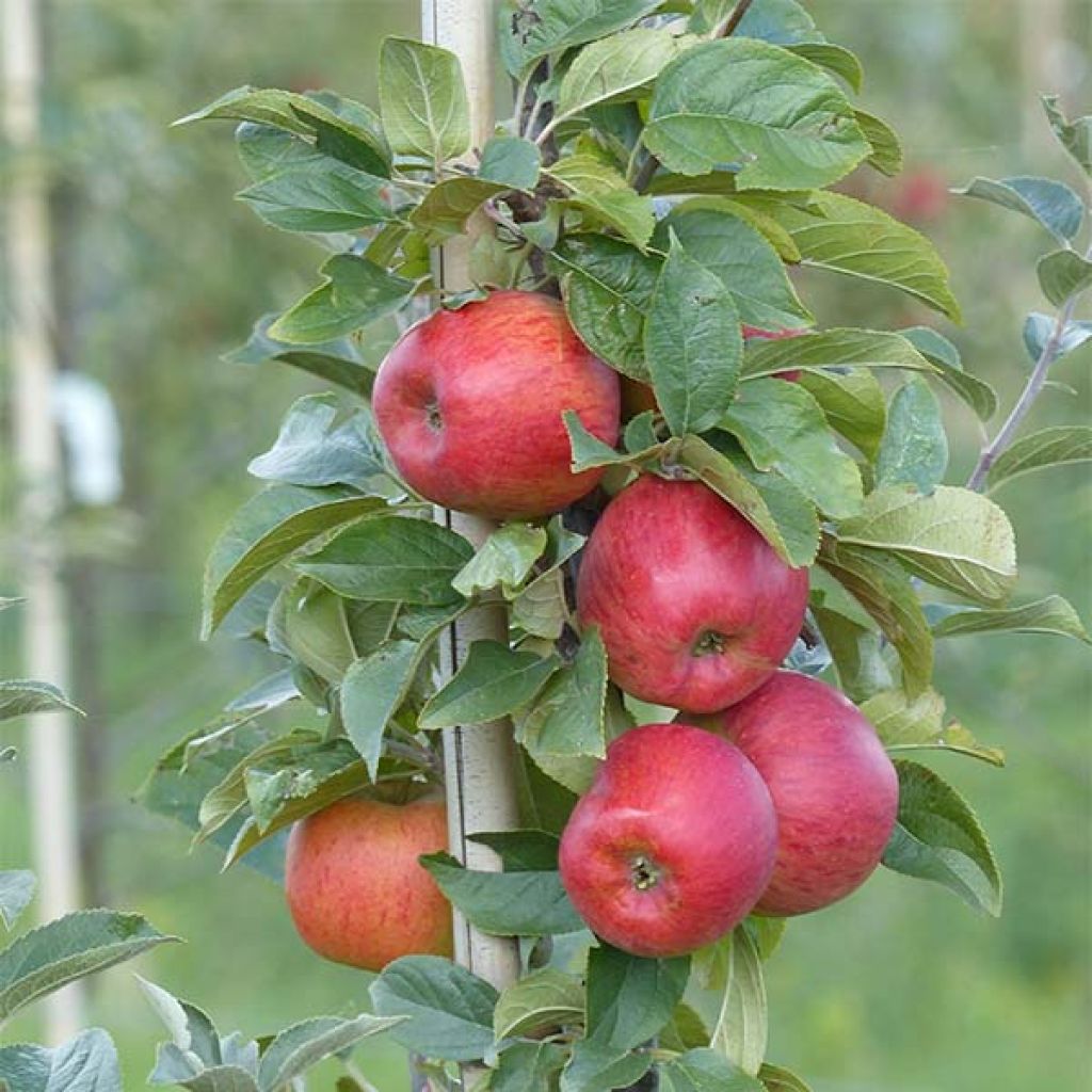 Macieira Rainha das Rainetas - Malus domestica