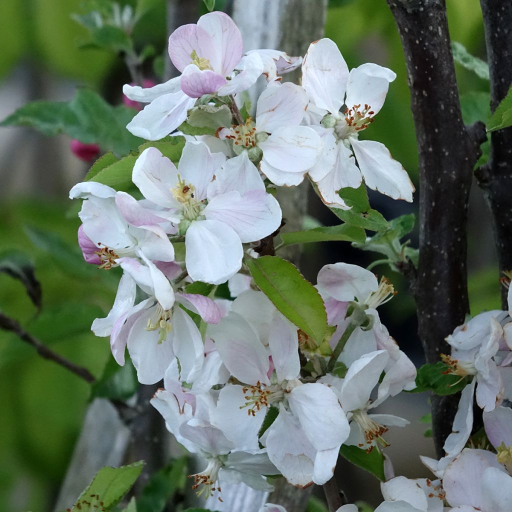 Macieira Delbardivine Georges Delbard - Malus domestica
