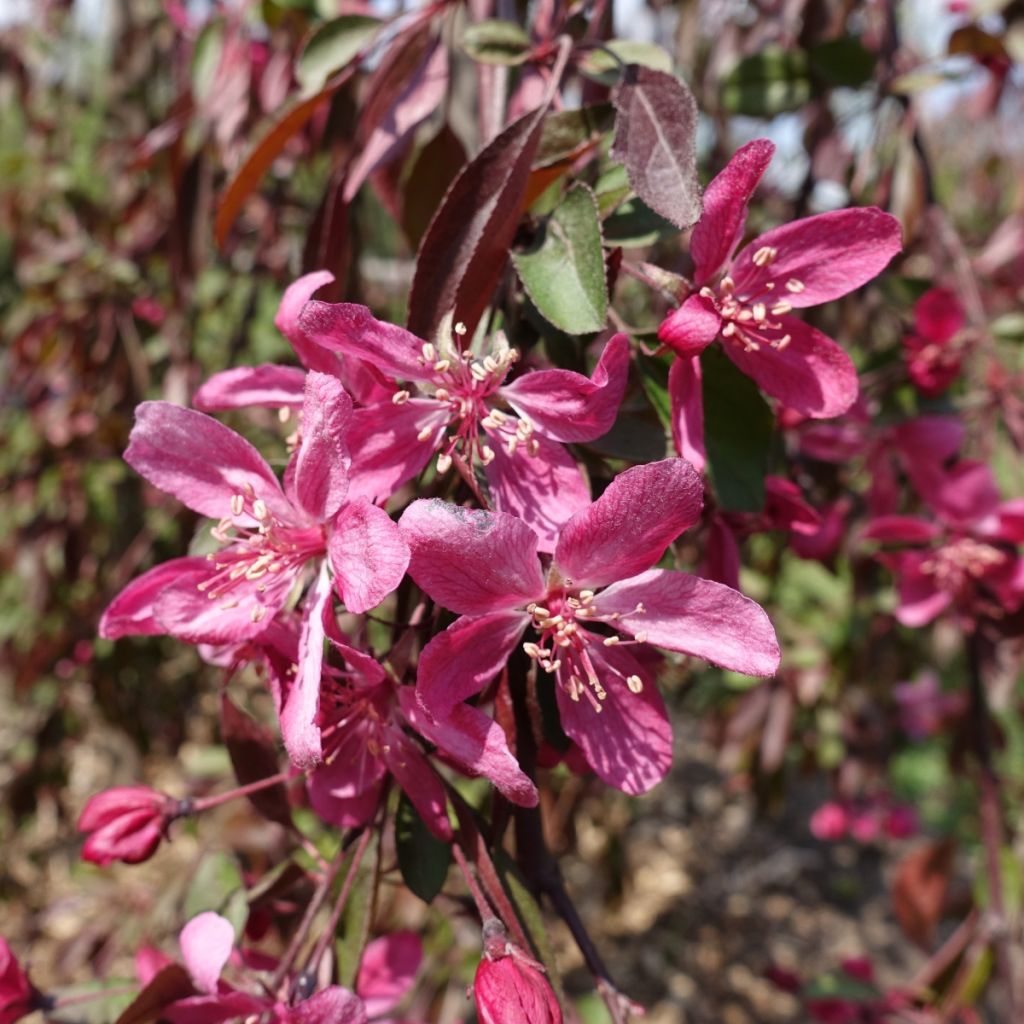 Malus Royal Beauty Variegata