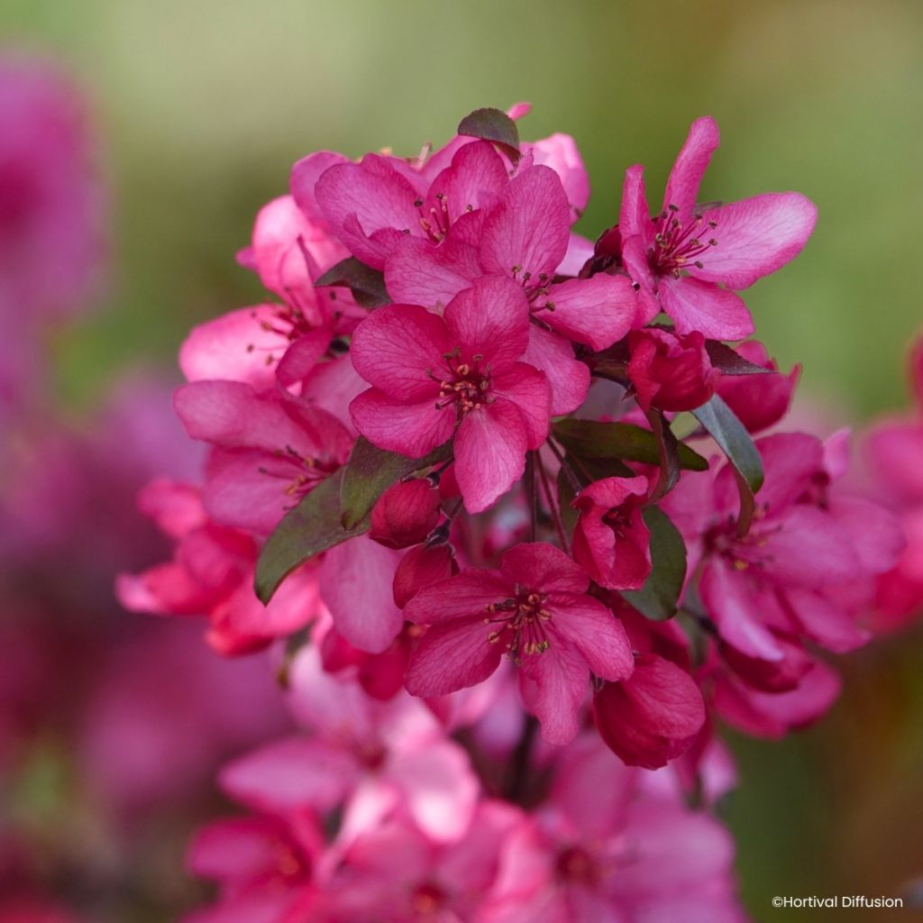 Malus Royal Raindrops