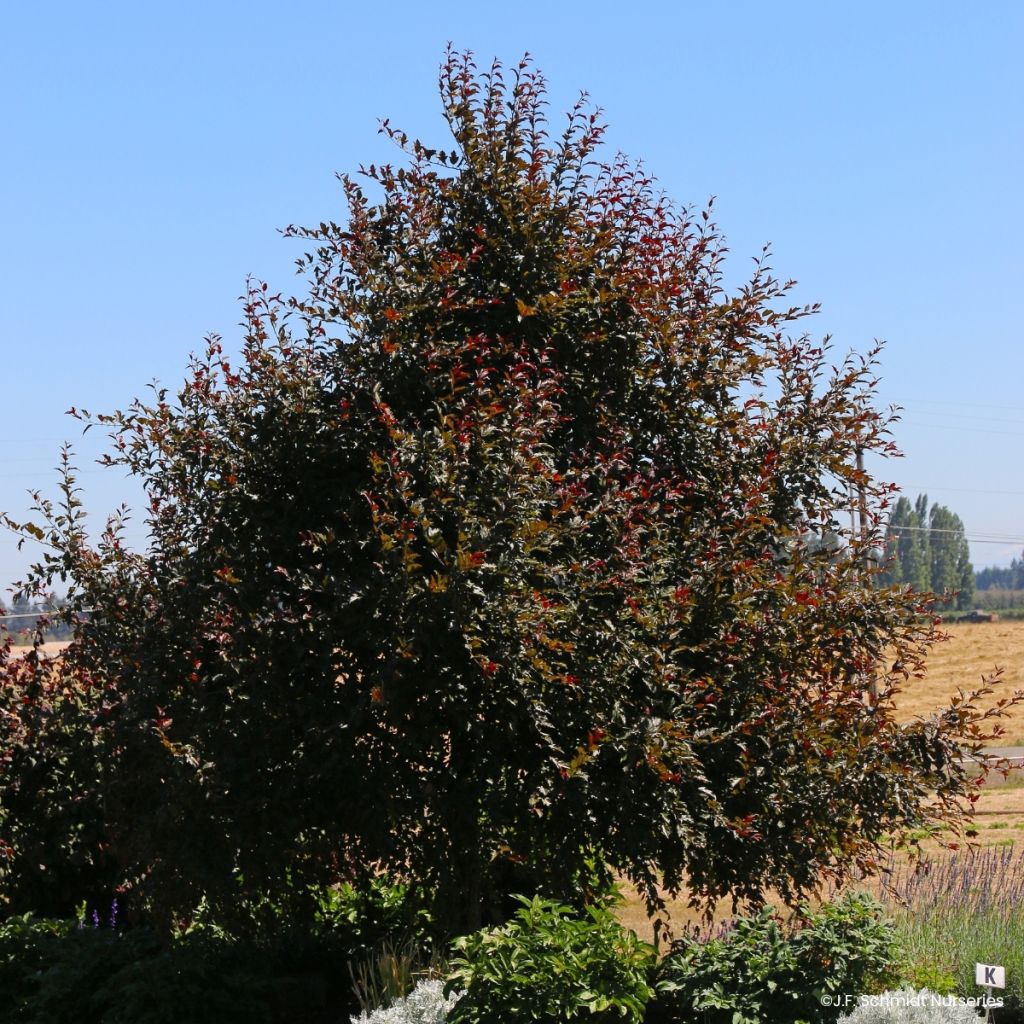 Malus Royal Raindrops