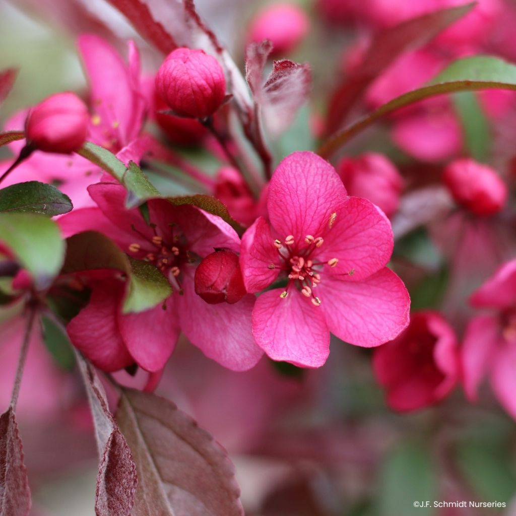 Malus Royal Raindrops