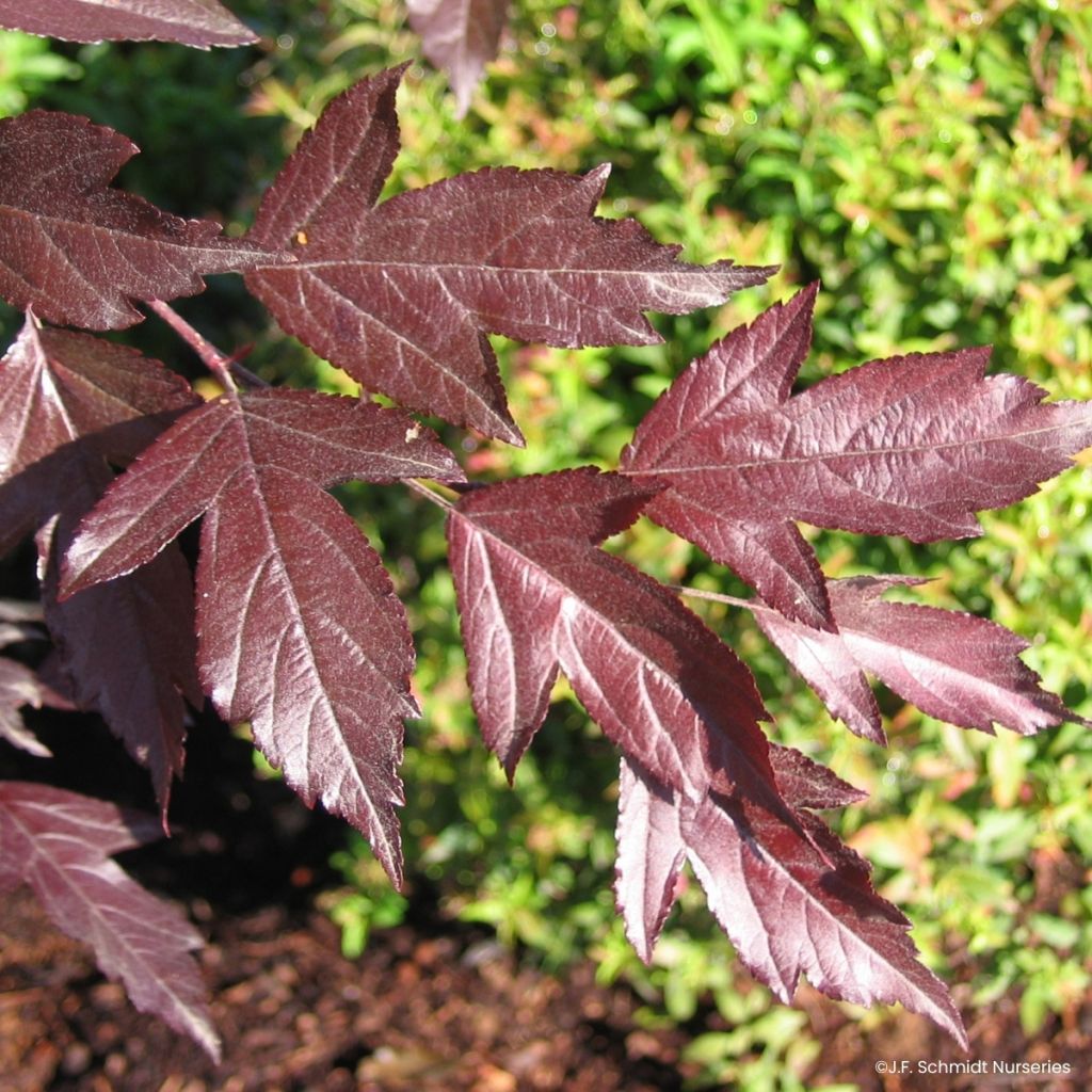 Malus Royal Raindrops