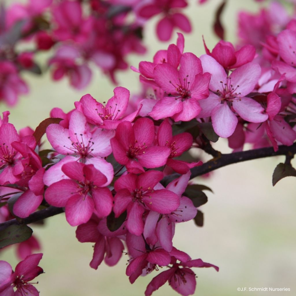 Malus Royal Raindrops