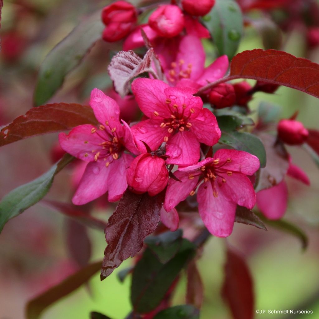 Malus Royal Raindrops