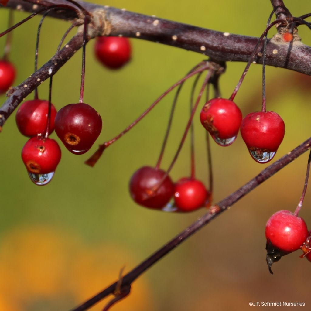 Malus Royal Raindrops