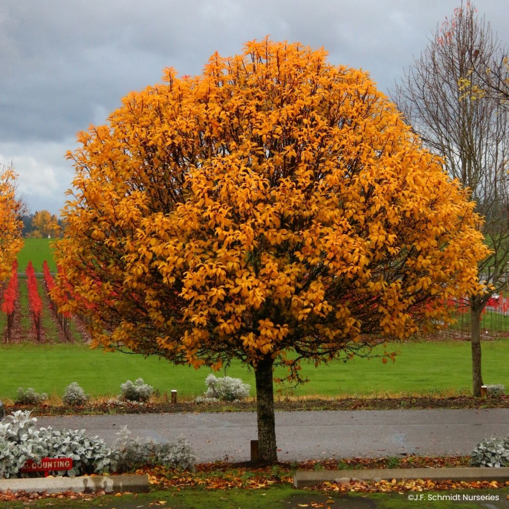 Macieira Sparkling Sprite