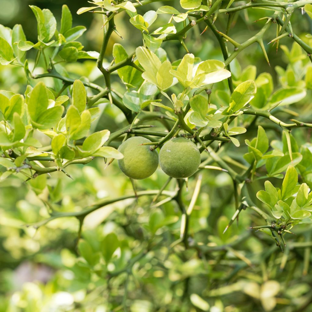 Poncirus trifoliata Flying Dragon