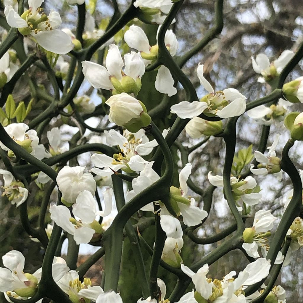 Poncirus trifoliata Flying Dragon