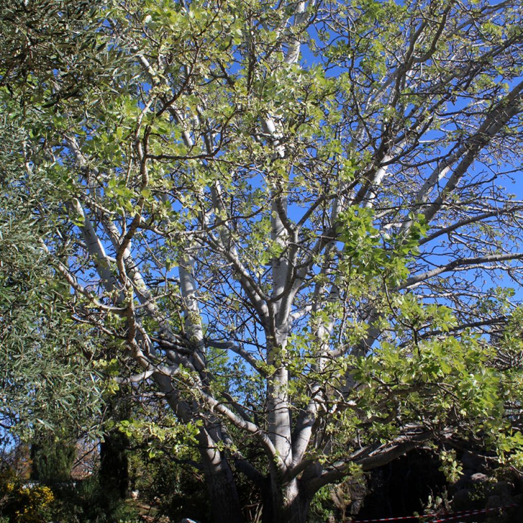 Populus alba