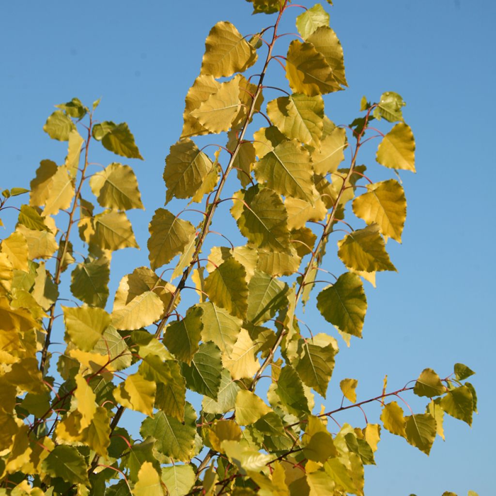 Choupo-do-Canadá Serotina Aurea - Populus × canadensis