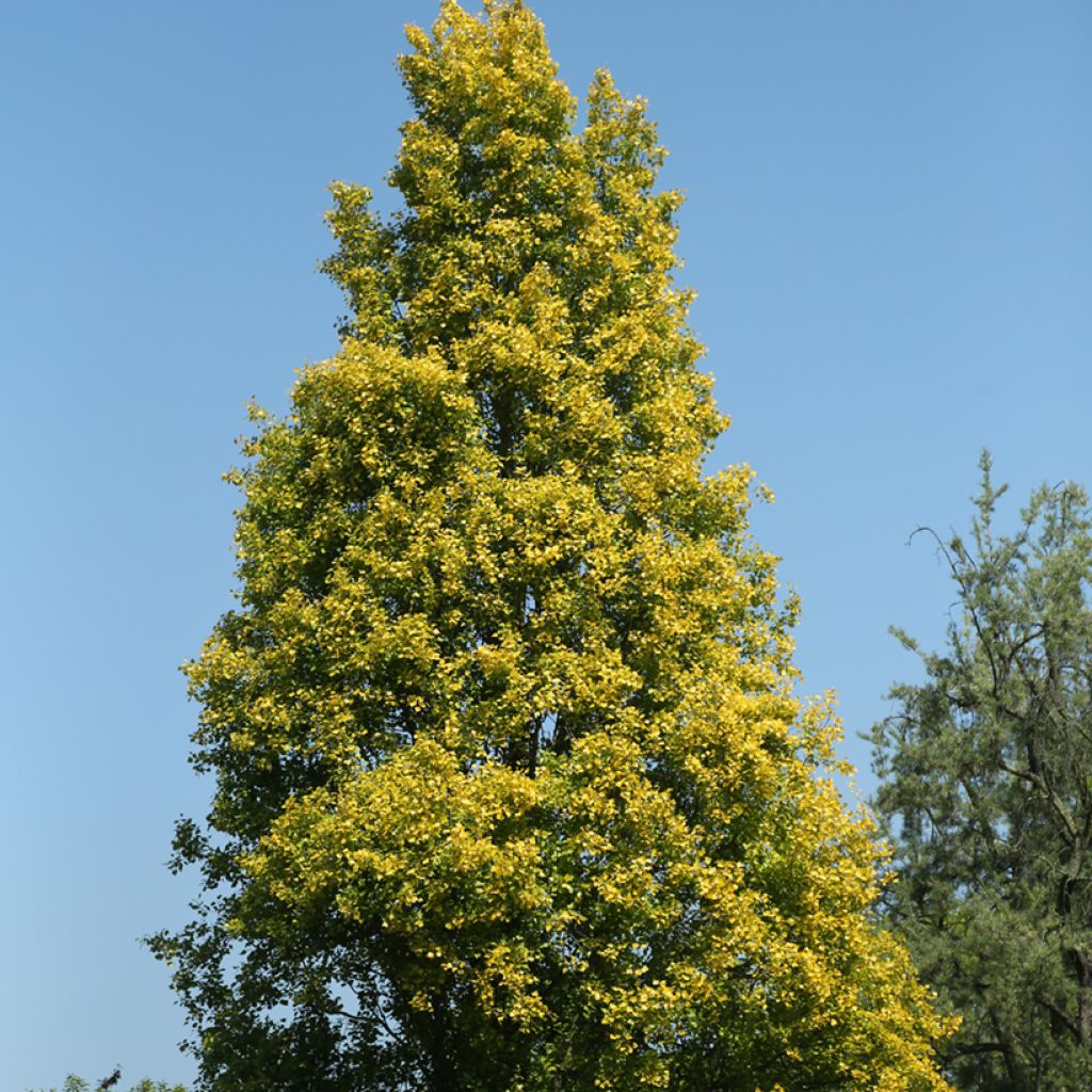 Choupo-negro Lombardy Gold - Populus nigra