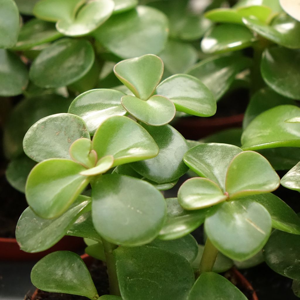 Arbusto-elefante Variegata - Portulacaria afra