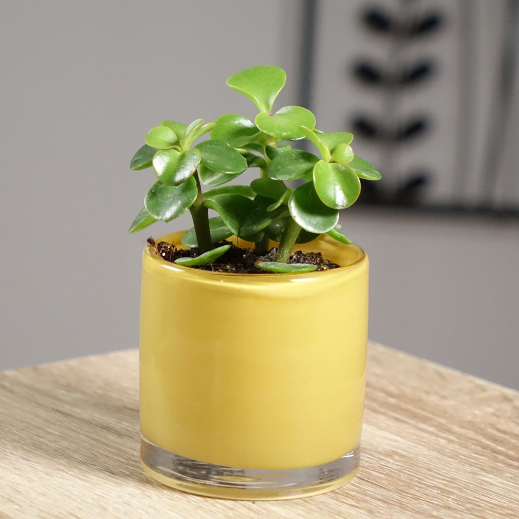 Arbusto-elefante Variegata - Portulacaria afra