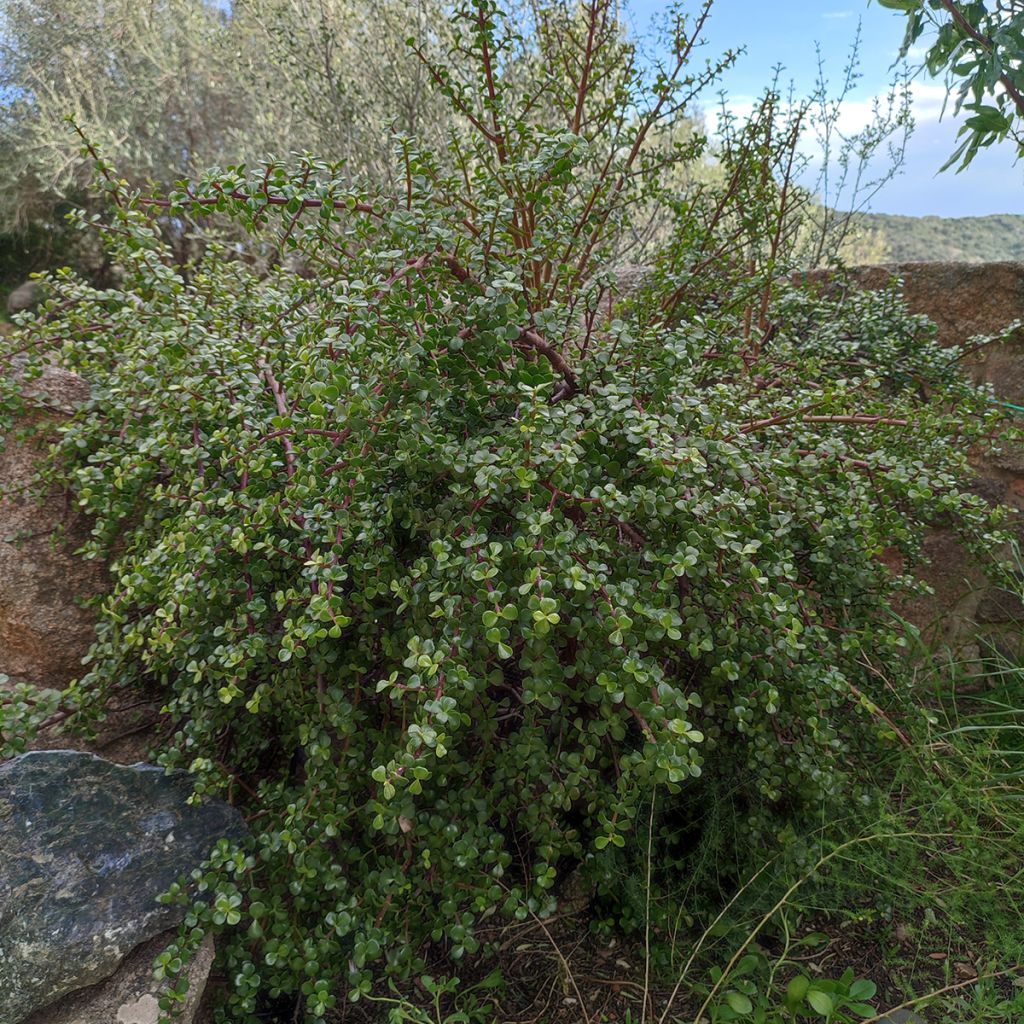 Portulacaria afra - Arbusto-elefante