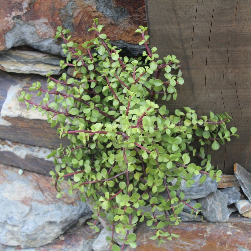 Portulacaria afra - Arbusto-elefante
