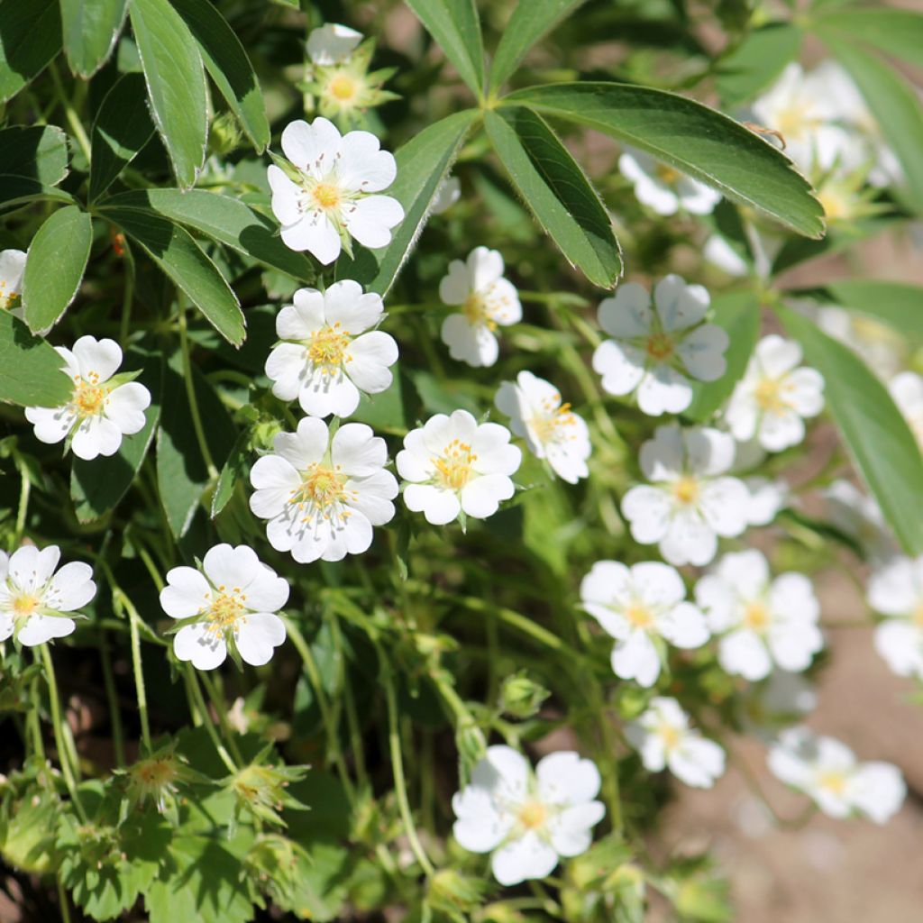 Potentilla alba - Potentilla branca