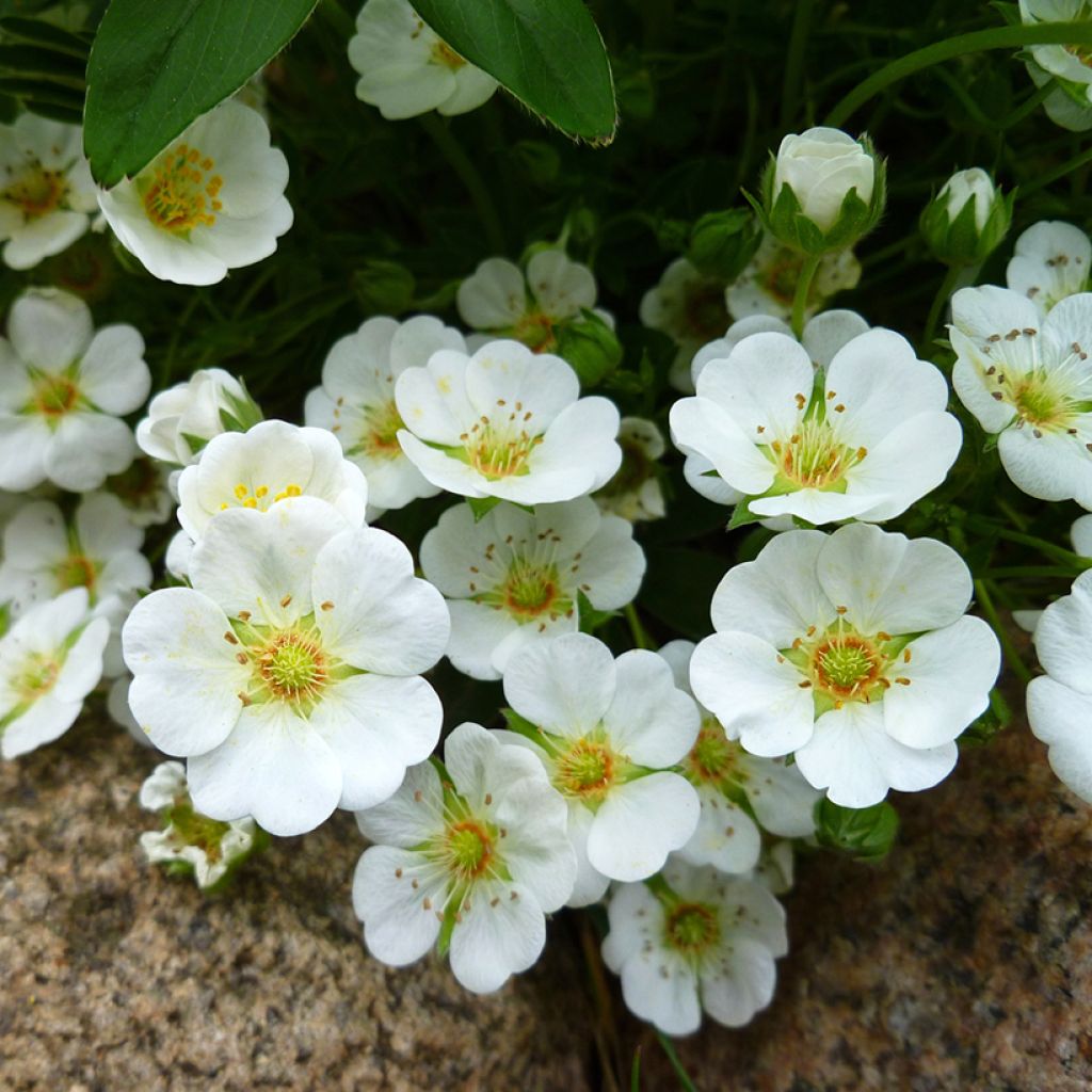 Potentilla alba - Potentilla branca