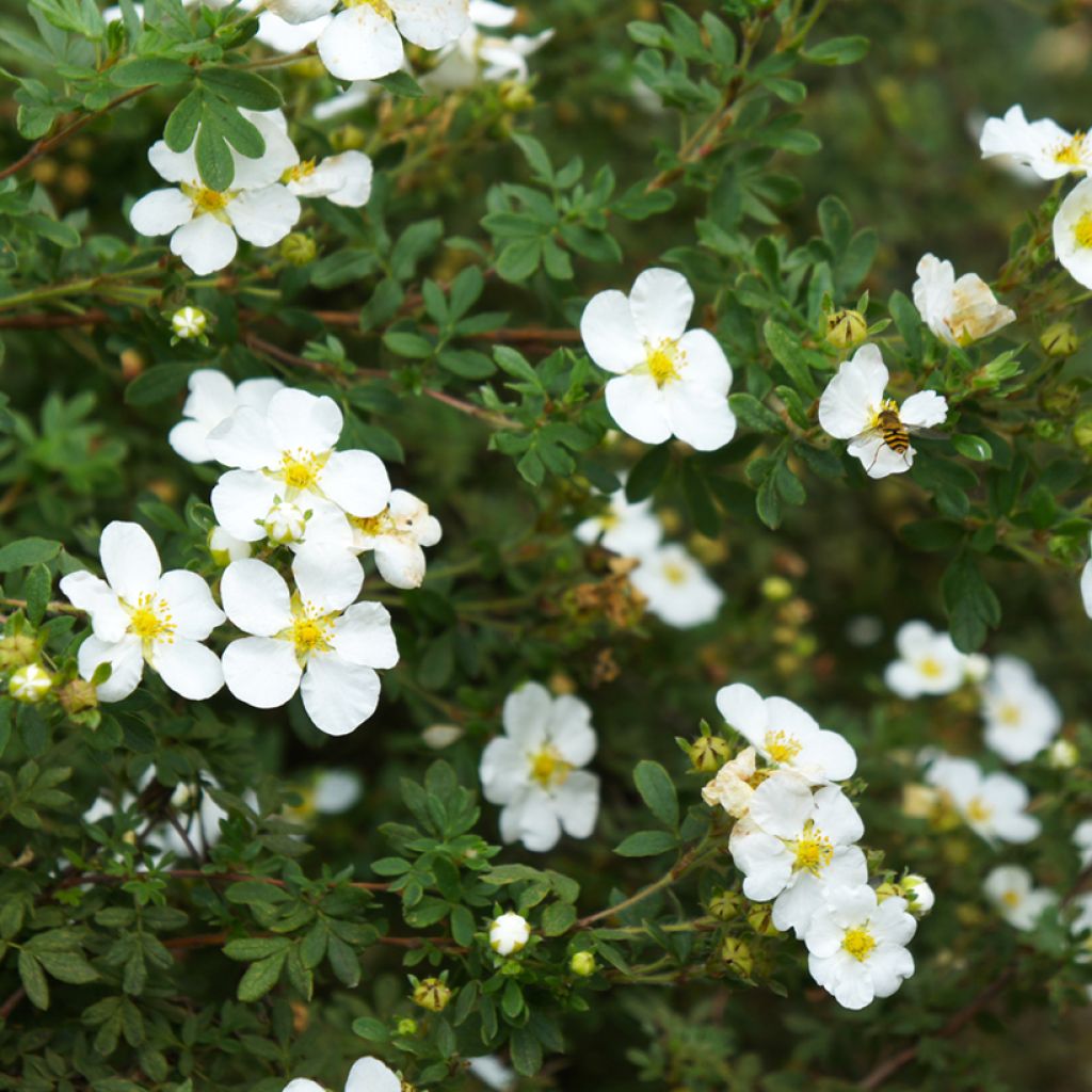 Potentilla alba - Potentilla branca
