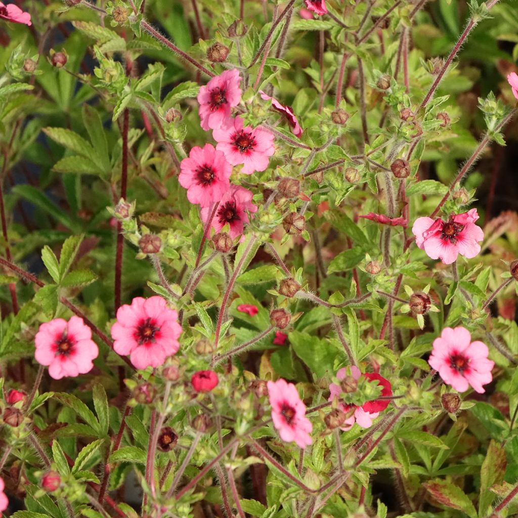 Potentilla nepalensis Miss Willmott