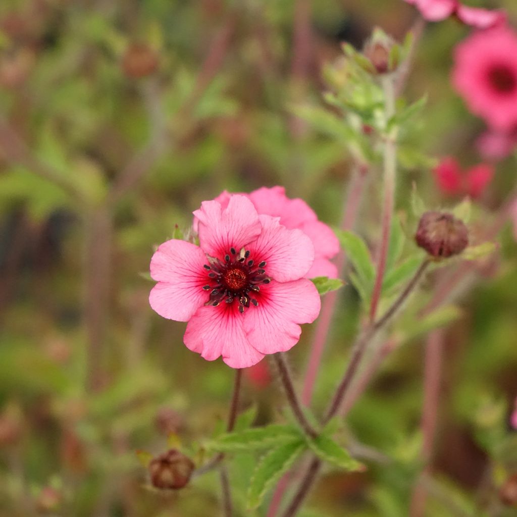 Potentilla nepalensis Miss Willmott