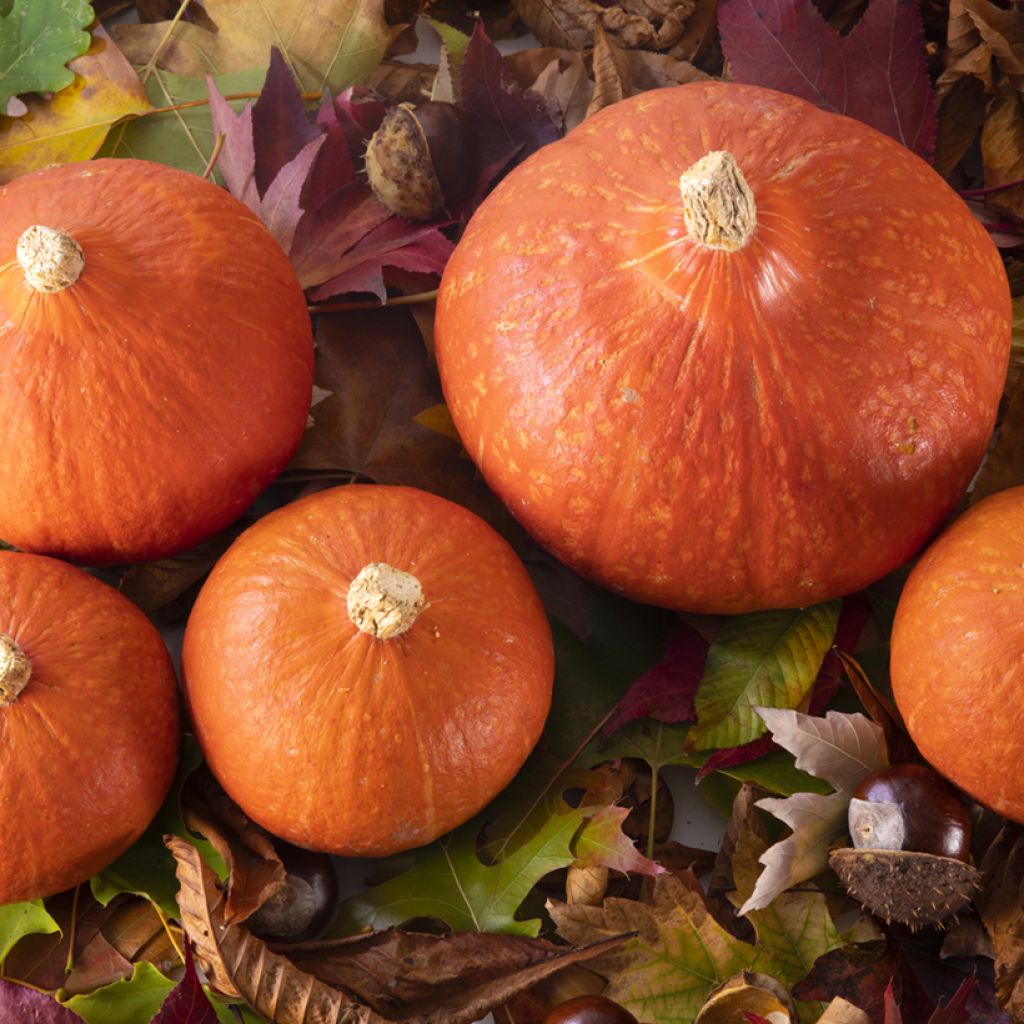 Abóbora Divine F1 plantas jovens