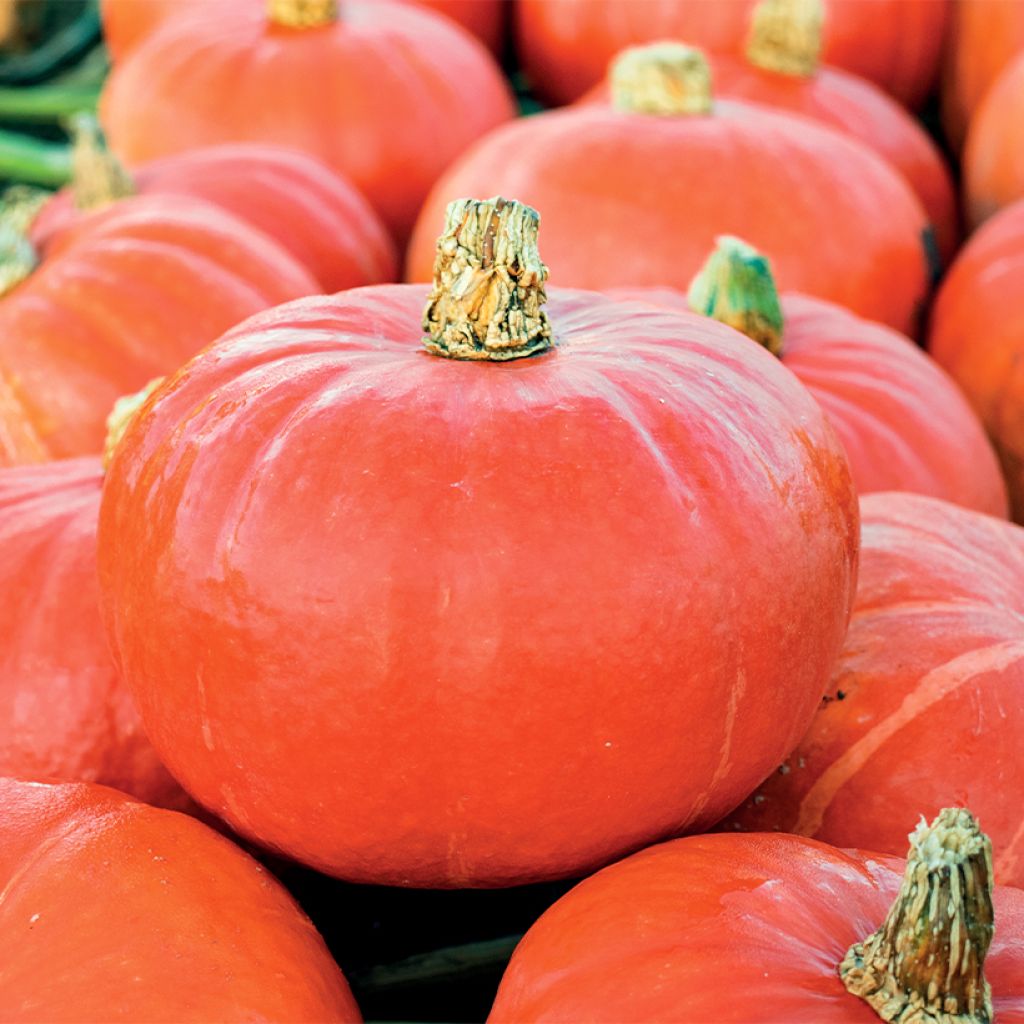 Abóbora Potimarron Flexi Kuri F1 Bio