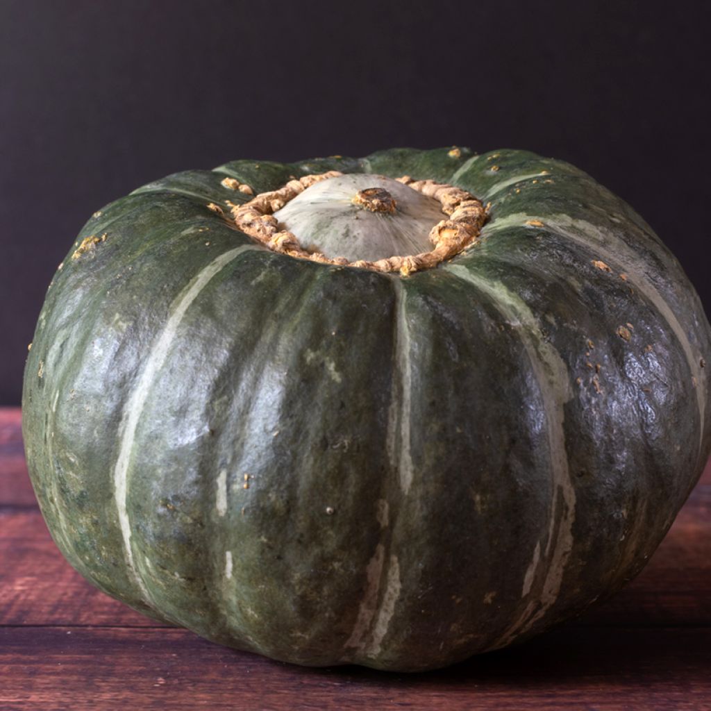 Abóbora Buttercup Burgess