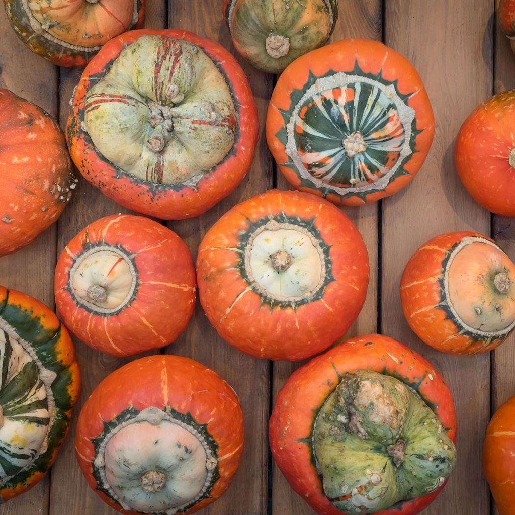 Abóbora Giraumon Turban