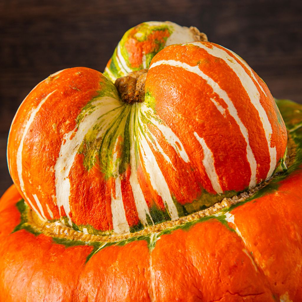 Abóbora Giraumon Turban