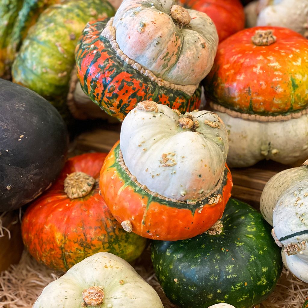 Abóbora Giraumon Turban