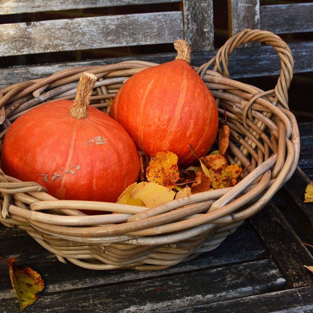 Abóbora Uchiki Kuri