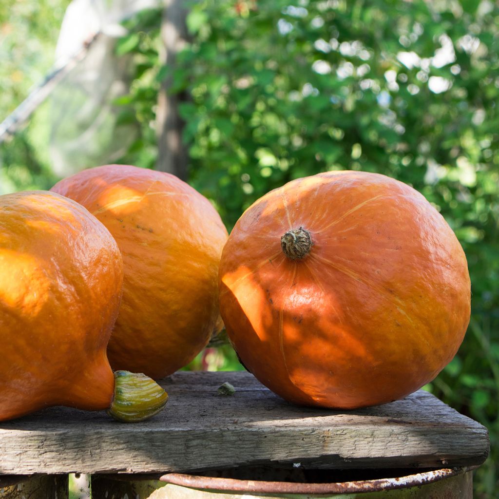 Abóbora Uchiki Kuri