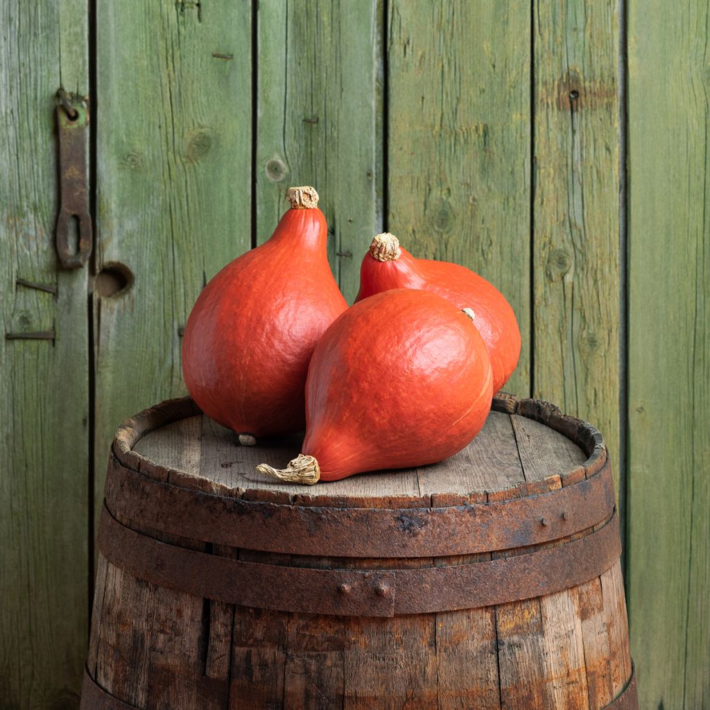 Abóbora Uchiki Kuri