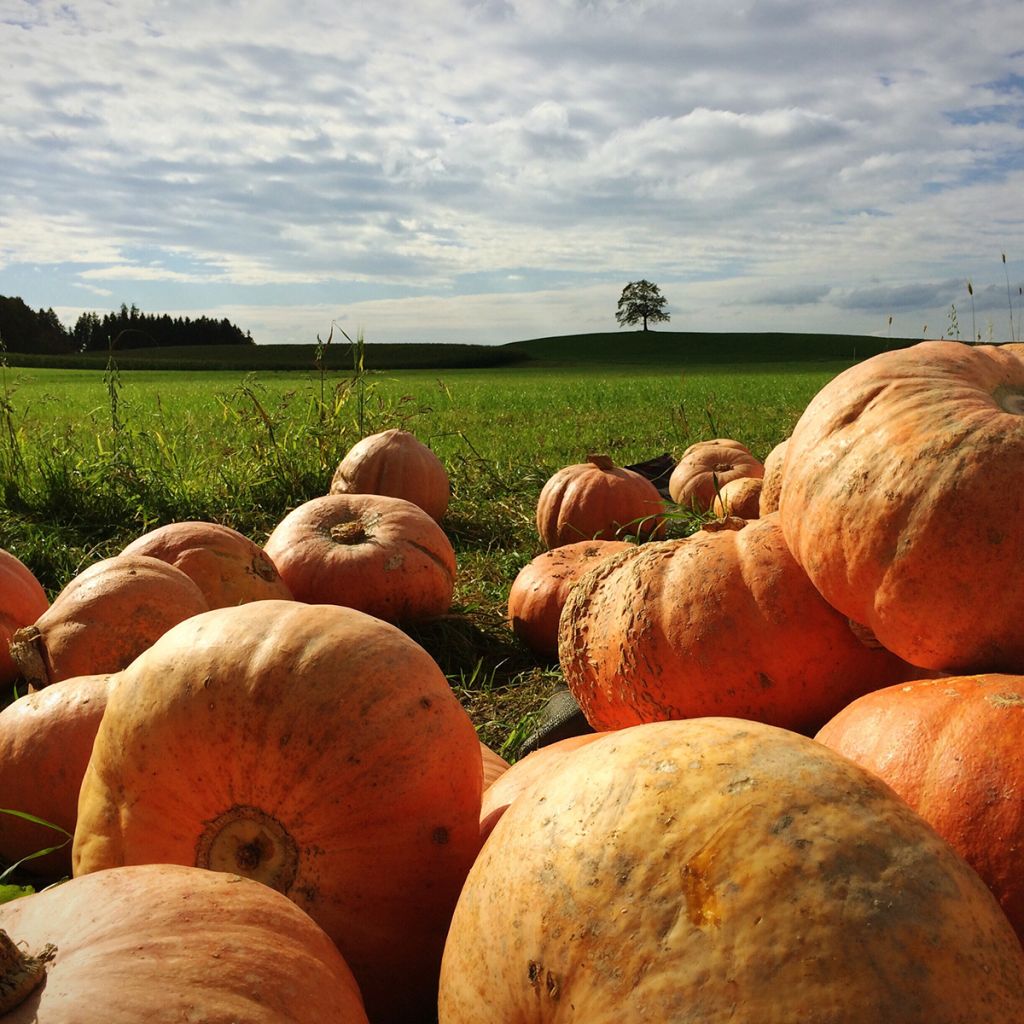 Abóbora de Halloween Jack O'Lantern