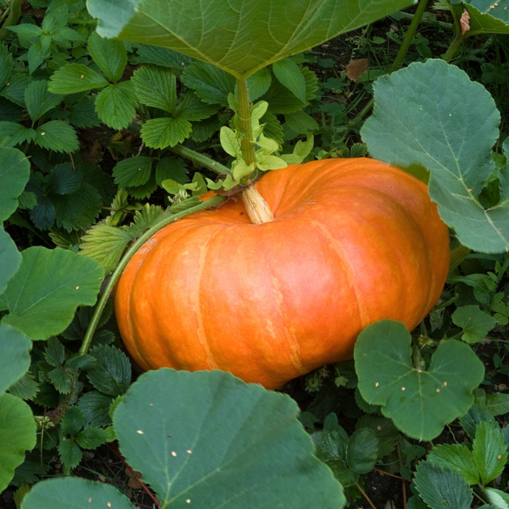 Abóbora Rouge Vif d'Etampes Bio - Cucurbita