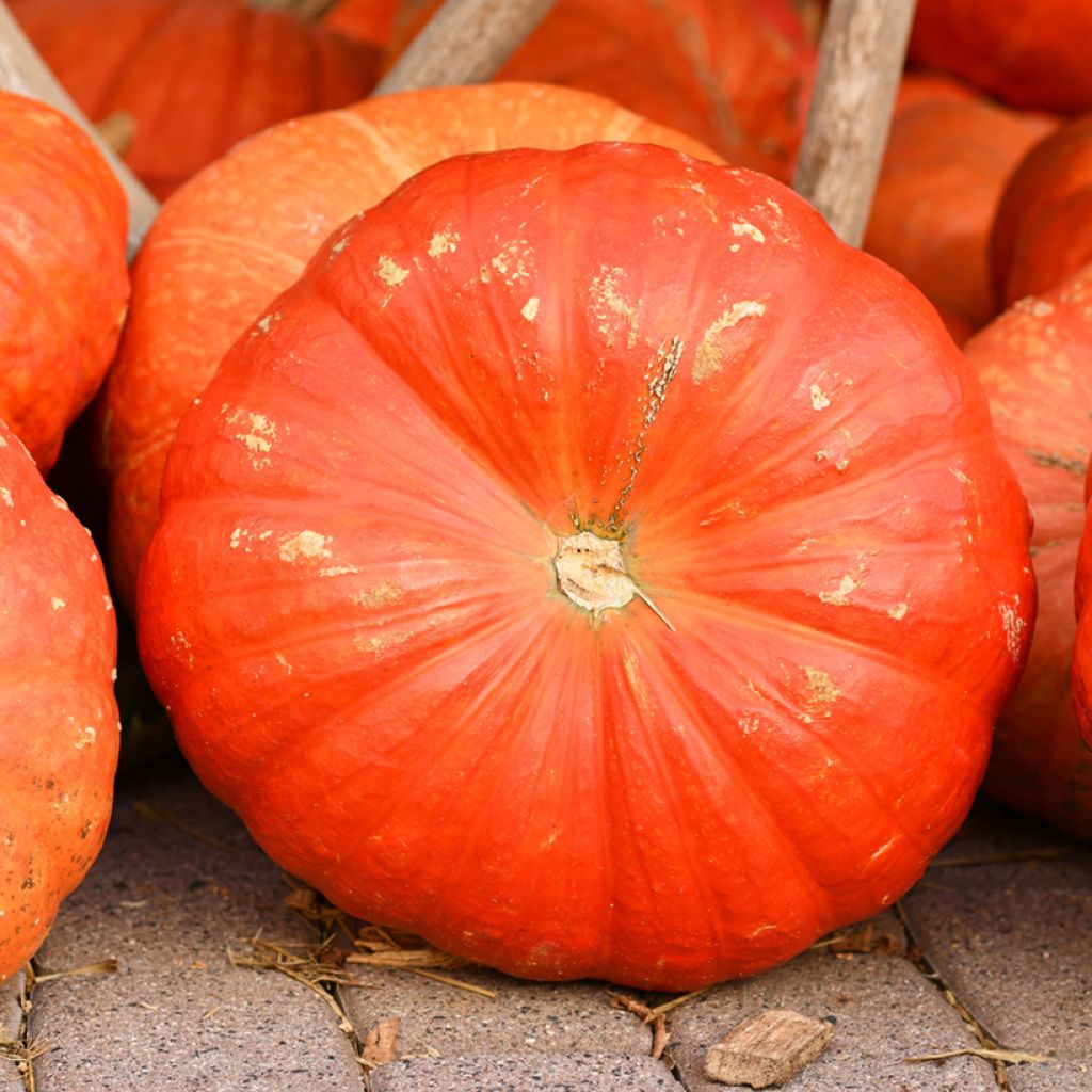 Abóbora Rouge Vif d'Etampes Bio - Cucurbita