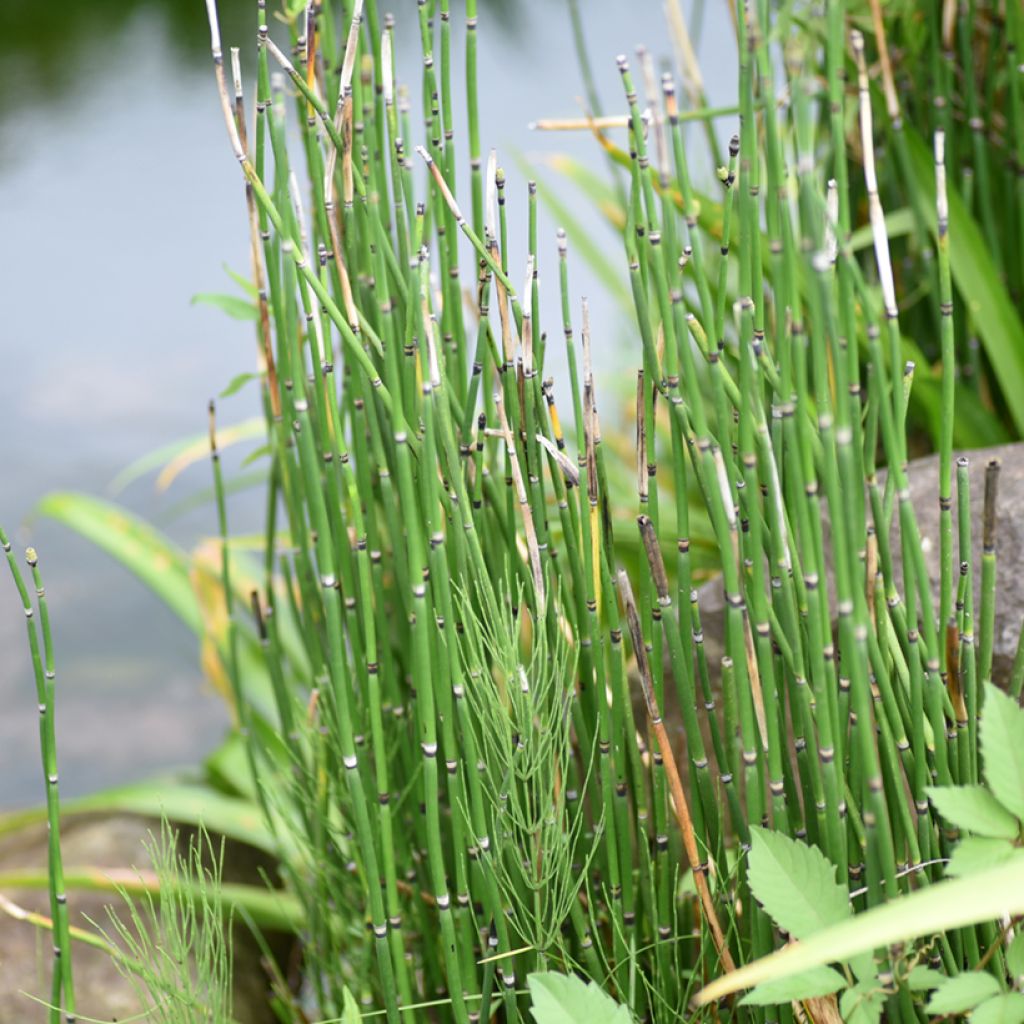 Equisetum hyemale