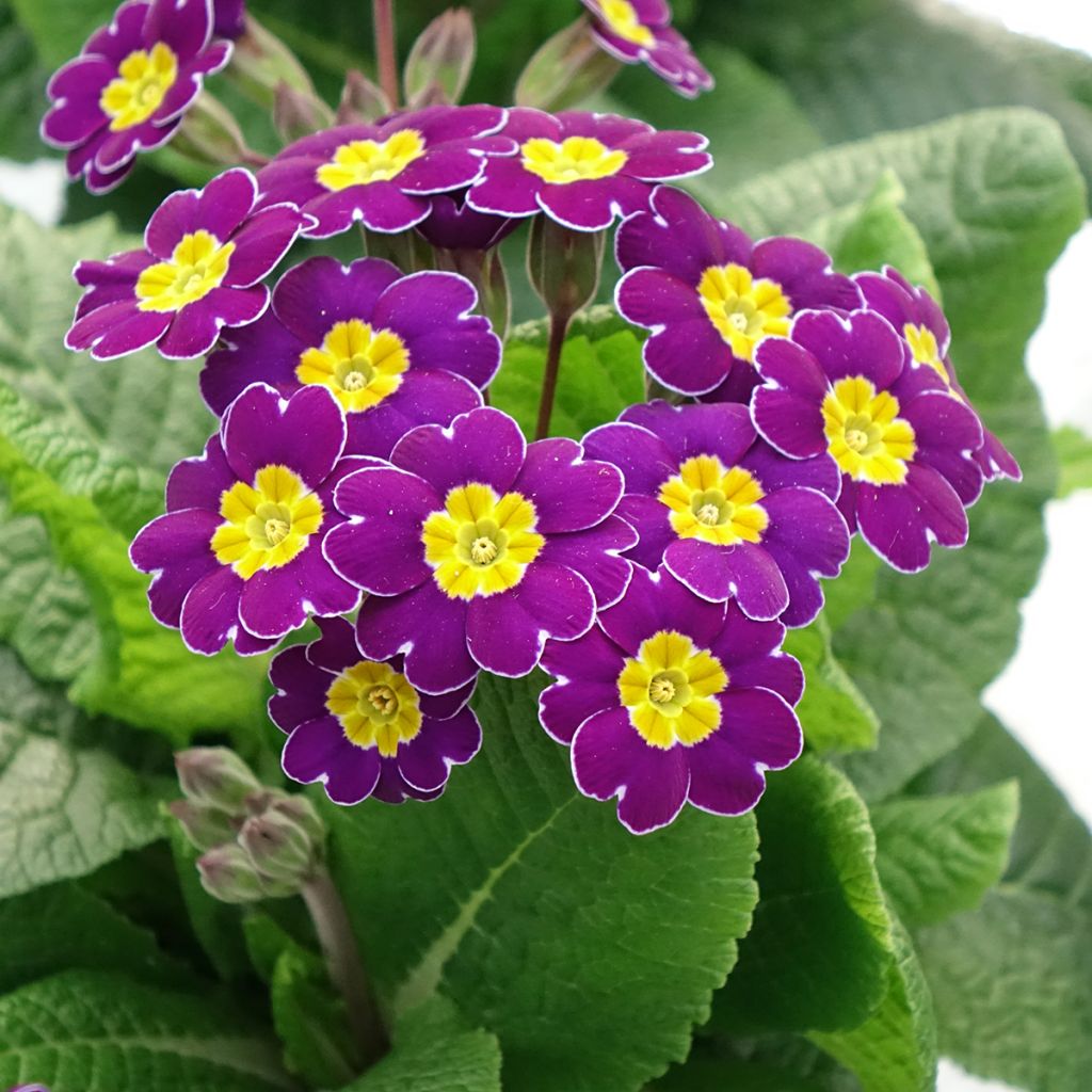 Primavera Late Twinkle Violet