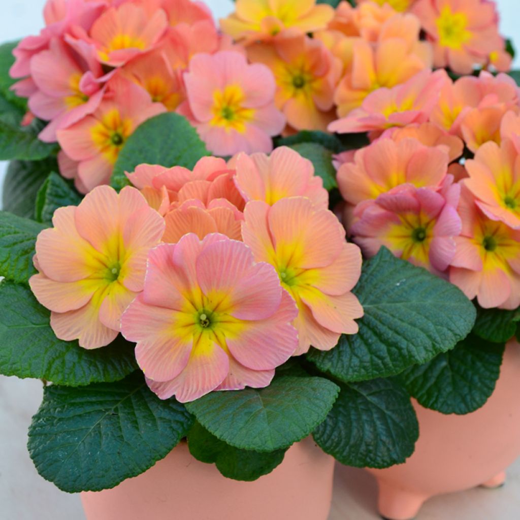 Primavera Mango - Primula