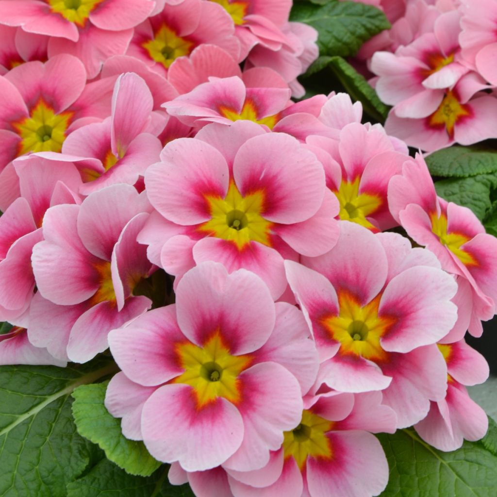 Primavera Ringostar Cherryblossom - Primula acaulis