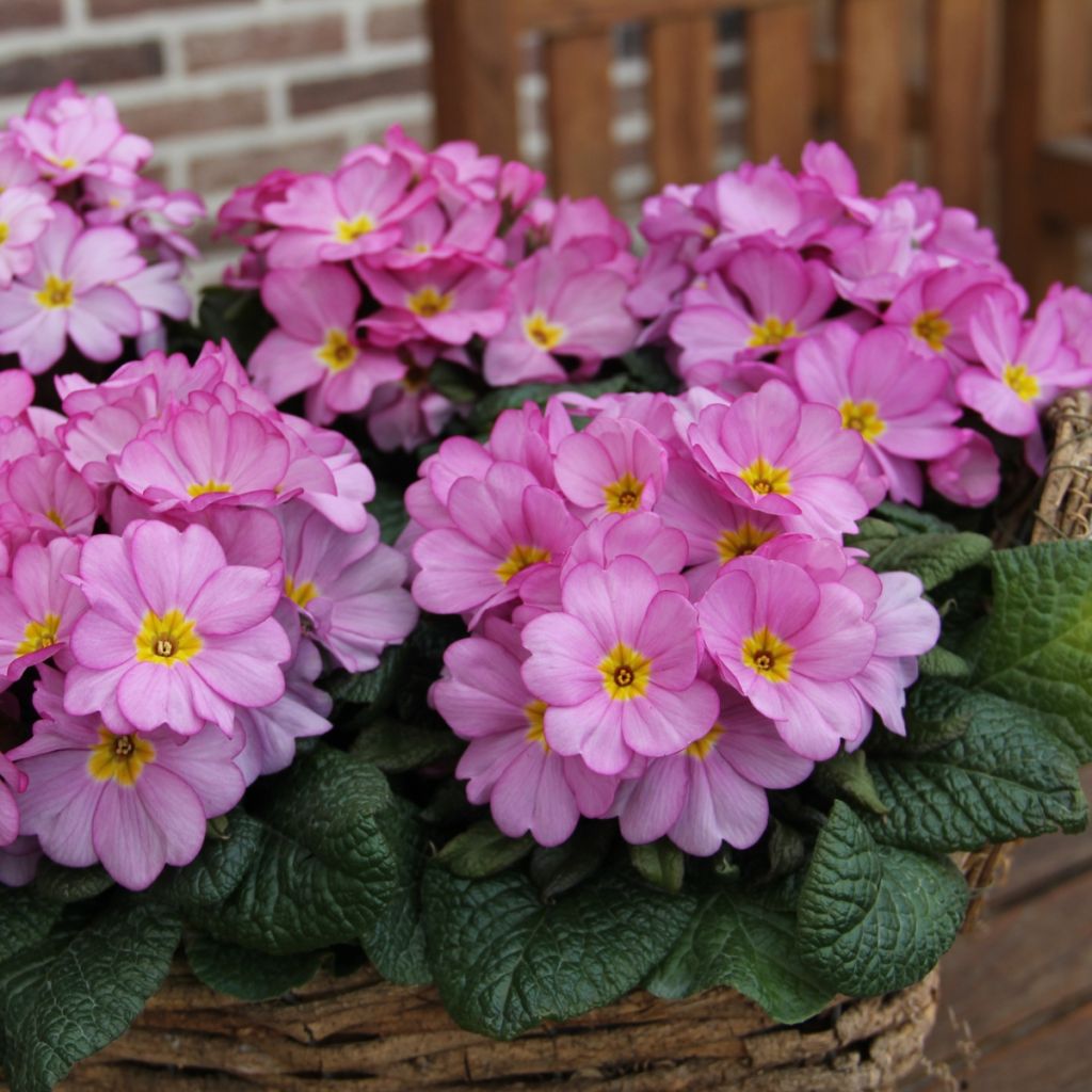 Primavera Woodland Rose - Primula acaulis