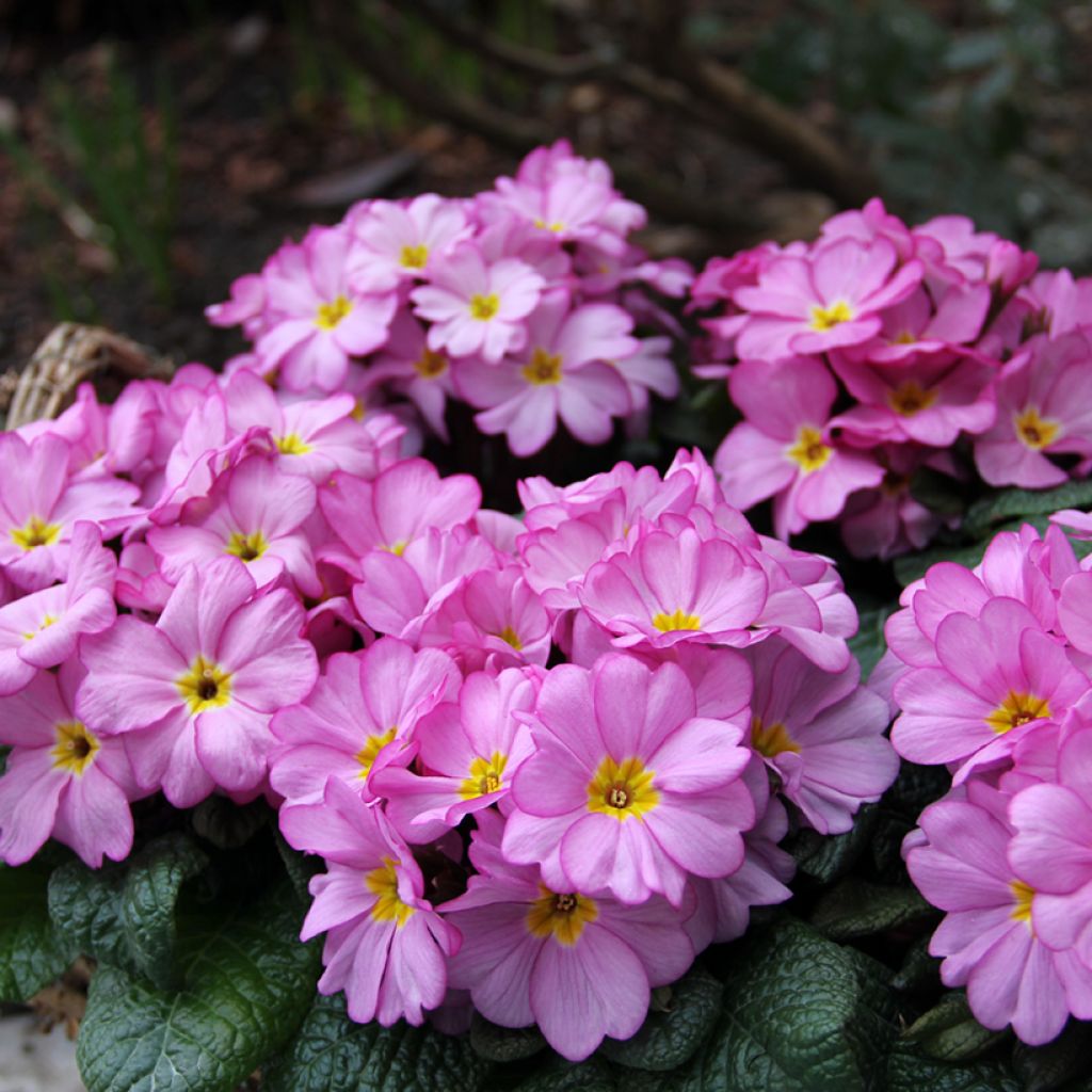 Primavera Woodland Rose - Primula acaulis