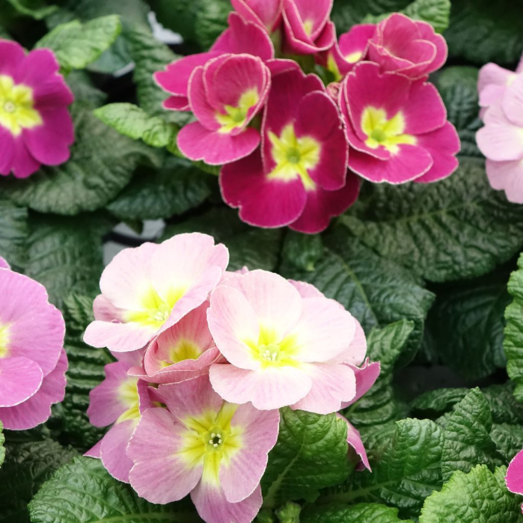 Primula acaulis Plums & Custard