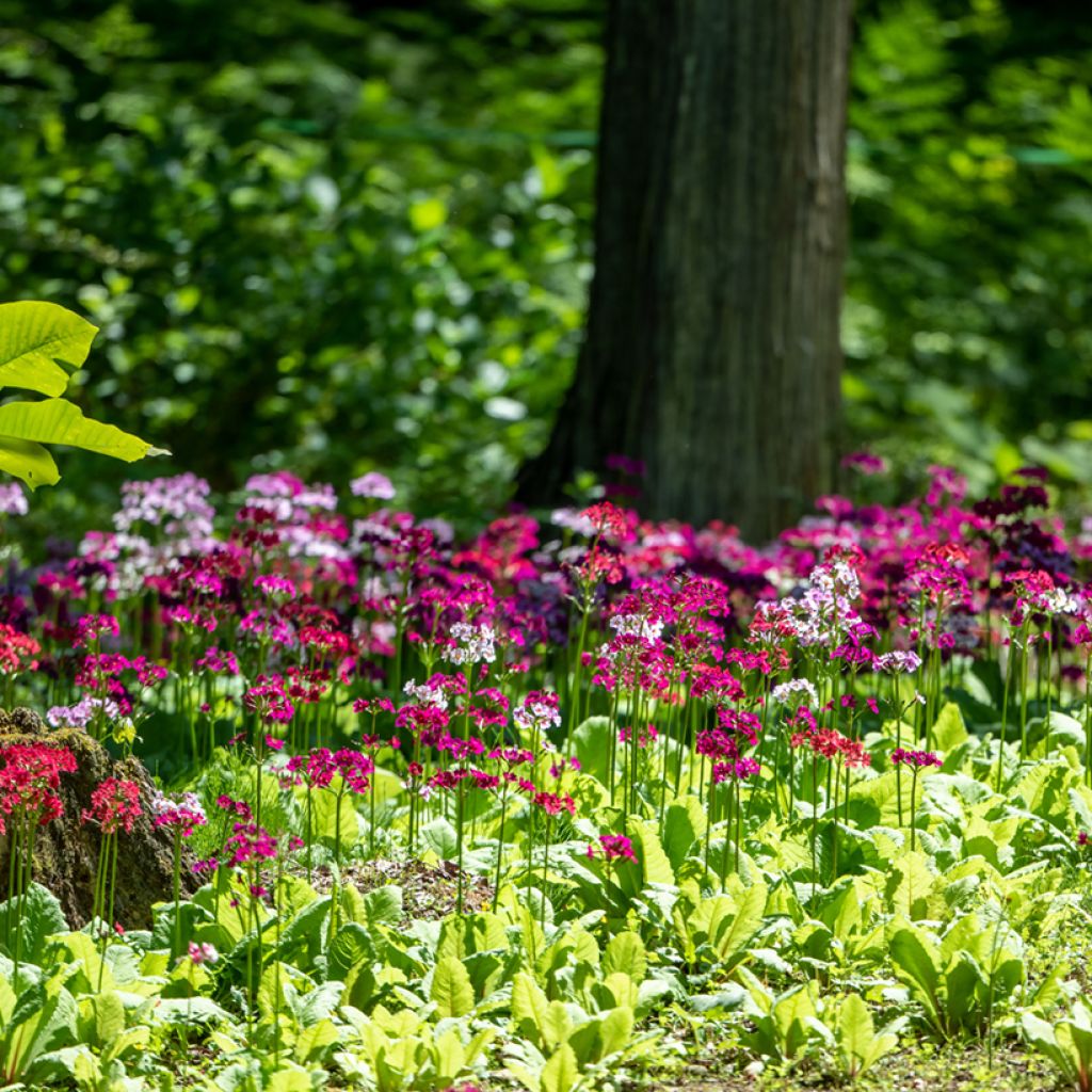 Prímula japonica - Prímula-do-Japão