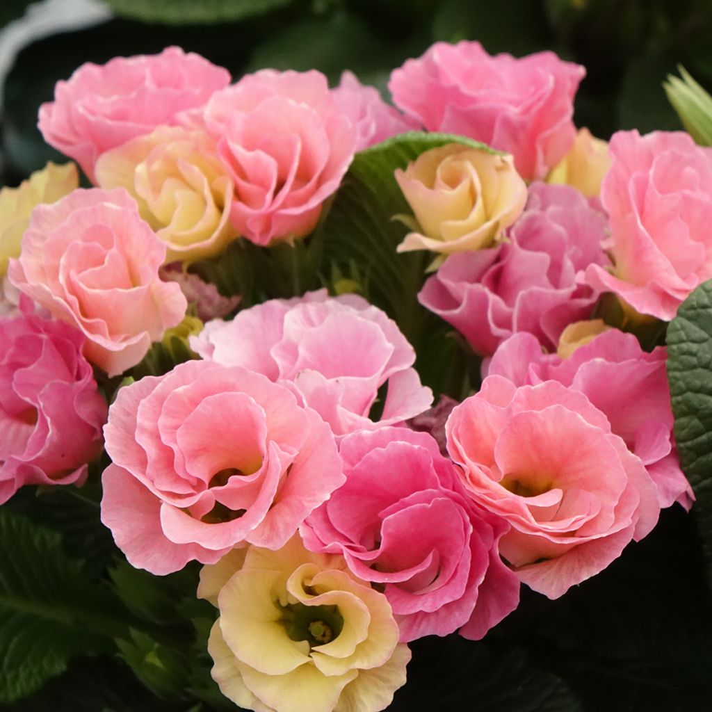 Primavera Rosebud F1 Tutti frutti