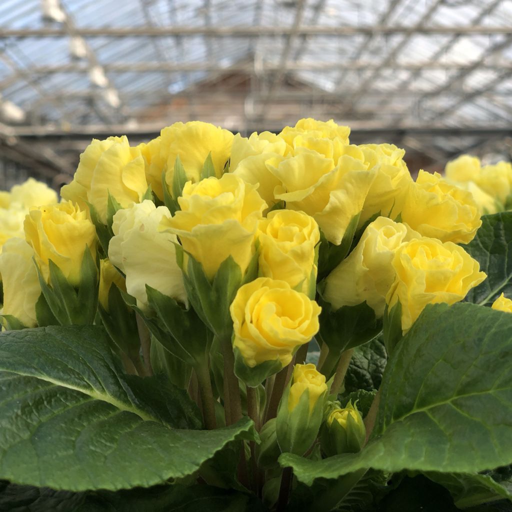 Primavera Rosebud F1 Light Yellow