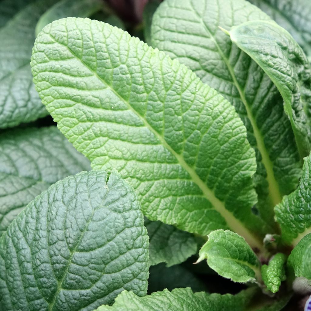 Primavera Zebra Blue em minimottes