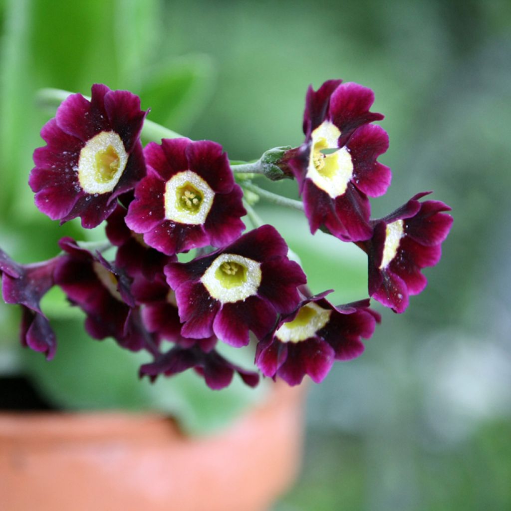 Primula auricula em mistura